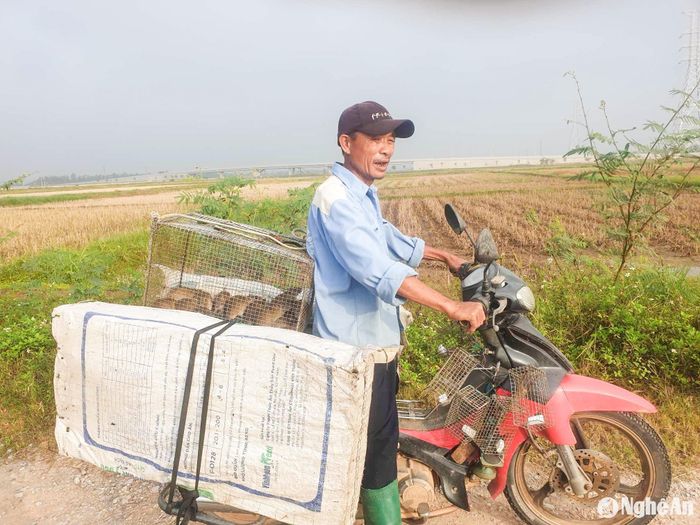 Những người xem săn chuột là nghề mưu sinh như ông Cao Văn Năm không nhiều. Ảnh: T.P