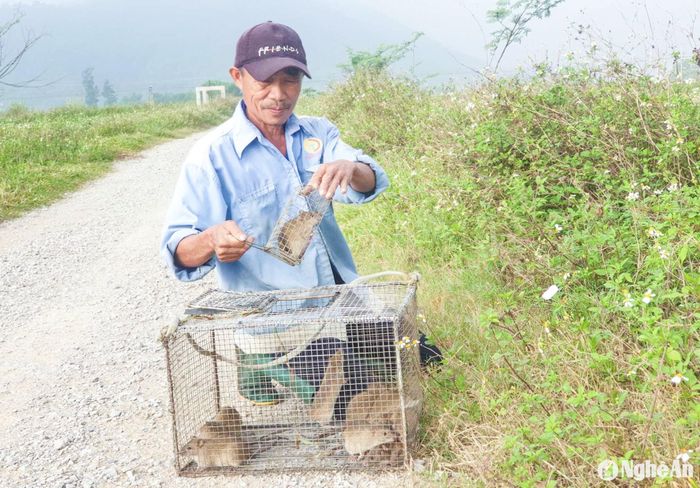 Khoảng 18h chiều thì đi thu bẫy, gom chuột. Ảnh: T.P
