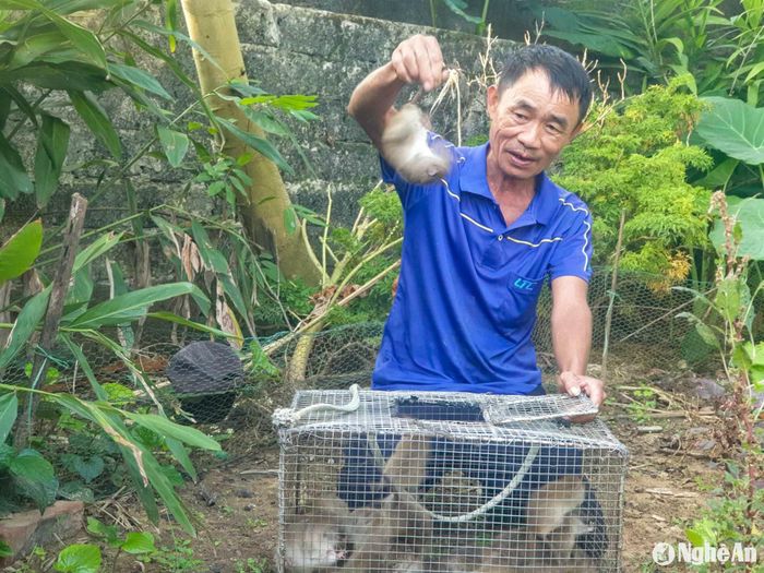 Chuột được các đại lý thu mua ngay trong ngày, thợ săn chuột có "tiền tươi" sau khi bán. Ảnh: T.P
