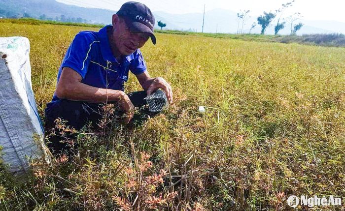 12h trưa hàng ngày, ông Năm đi đặt bẫy. Ảnh: T.P