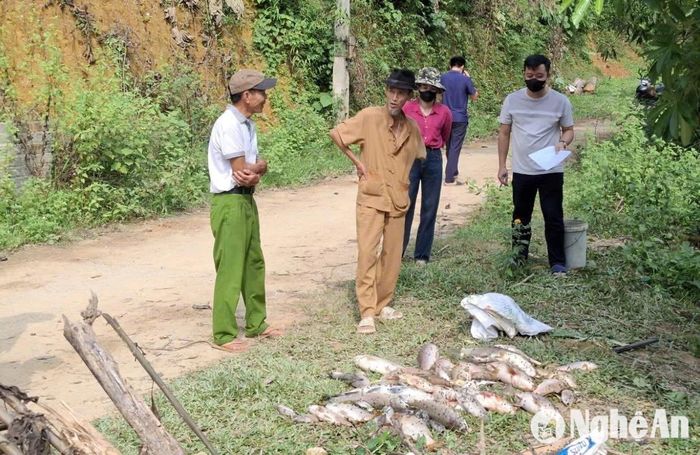 Cá chết được các chủ hồ vớt lên. Ảnh: Thái Nguyễn