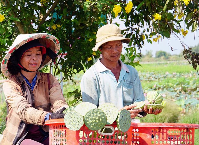 Trồng sen lấy hạt, hạt sen tươi được thu mua về nhà máy chế biến. Hiện hạt sen sấy là sản phẩm OCOP cấp quốc gia.