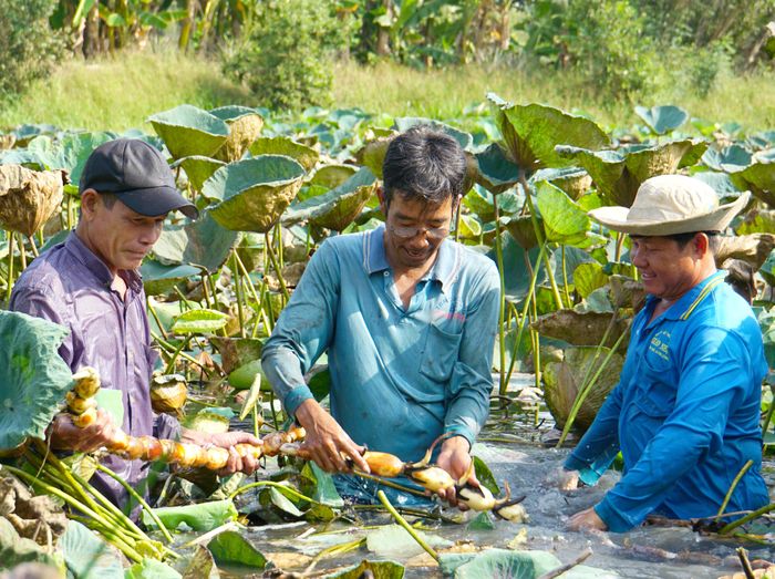 Trồng sen lấy củ là một mô hình mới tại huyện Tháp Mười (tỉnh Đồng Tháp), năng suất 5-7 tấn/ha. Sen lấy củ trồng theo quy trình được bao tiêu với giá 20.000 đồng/kg, ước tính mỗi vụ nông dân lãi 40-45 triệu đồng/ha.