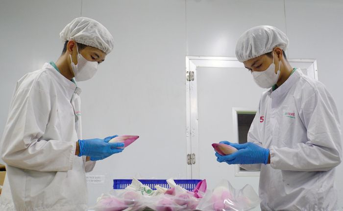 Đồng Tháp có 56 sản phẩm từ sen đạt OCOP 3 sao trở lên. Trà tâm sen - một trong những sản phẩm OCOP 3 sao cấp tỉnh.