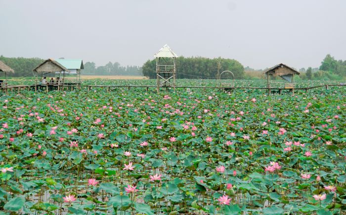 Đồng Tháp hiện có diện tích trồng sen trên 1.800ha, vừa mang lại giá trị kinh tế, vừa gắn với phát triển du lịch sinh thái, giúp người nông dân tăng thêm thu nhập