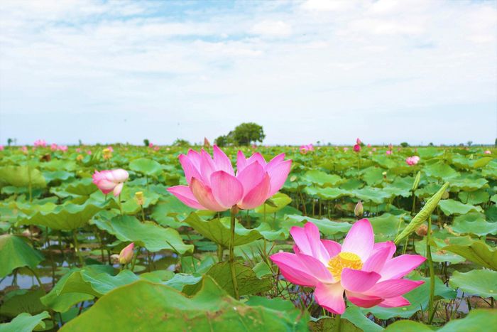 Hoa sen của Làng Sen quê Bác mang vẻ đẹp thanh tao, cuốn hút. Ảnh: PV