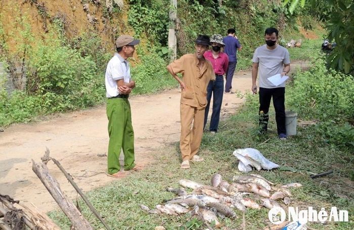Cá chết được các chủ hồ vớt lên. Ảnh tư liệu: Thái Nguyễn