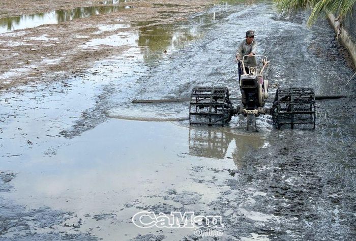 Người dân xã Khánh Bình chuẩn bị đất xuống giống vụ đông xuân.