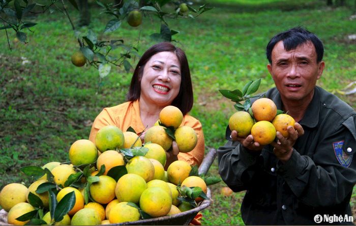 Huyện Anh Sơn có lịch sử phát triển cây có múi từ lâu đời, đặc biệt là cây cam được trồng tại vùng Nông trường Bãi Phủ từ những thập niên 70, 80 về trước, khoảng 100 ha. Nhận thấy cây cam có hiệu quả kinh tế lớn, nhiều hộ nông dân đã trồng để khôi phục lại thương hiệu cam Bãi Phủ. Hiện nay, UBND huyện Anh Sơn đang thực hiện “Đề án phát triển, mở rộng diện tích cây ăn quả gắn với công nghiệp chế biến, tiêu thụ sản phẩm tỉnh Nghệ An” giai đoạn 2021 - 2025, và việc duy trì, gìn giữ những vườn cam Vinh chất lượng là một trong những mục tiêu quan trọng. Ảnh: Quang An