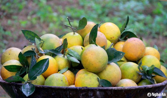 Không chỉ trên địa bàn huyện Anh Sơn, Con Cuông mà tại các địa phương như Thanh Chương, Nghi Lộc, Yên Thành...hiện vẫn còn duy trì được những vườn cam chất lượng, được chăm sóc tốt, cung ứng cho thị trường từ nay đến dịp Tết Nguyên đán sắp tới. Ảnh: Quang An