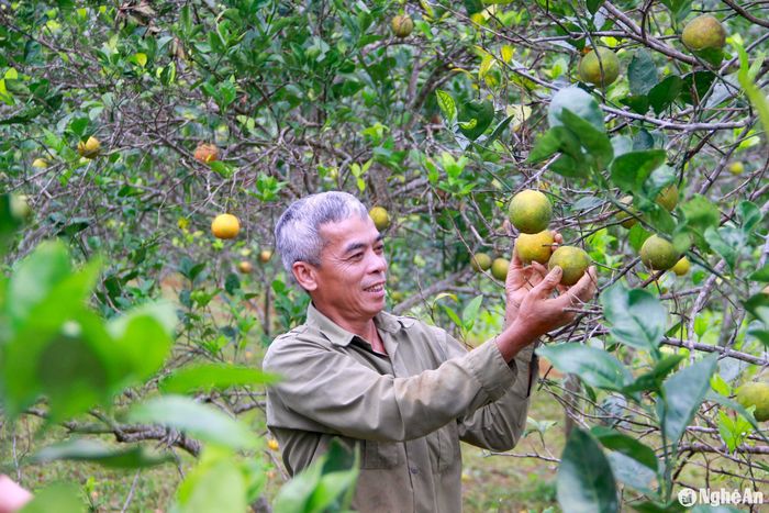 Trên địa bàn huyện Con Cuông, những vườn cam cũng đã bắt đầu cho thu hoạch. Anh Lê Ngọc Hân ở thôn Bản Pha, xã Yên Khê hiện còn 250 gốc cam Vân Du, trồng từ năm 2015, do hàng năm được đầu tư bón phân, chăm sóc, nên cho quả đều. Ảnh: Xuân Hoàng