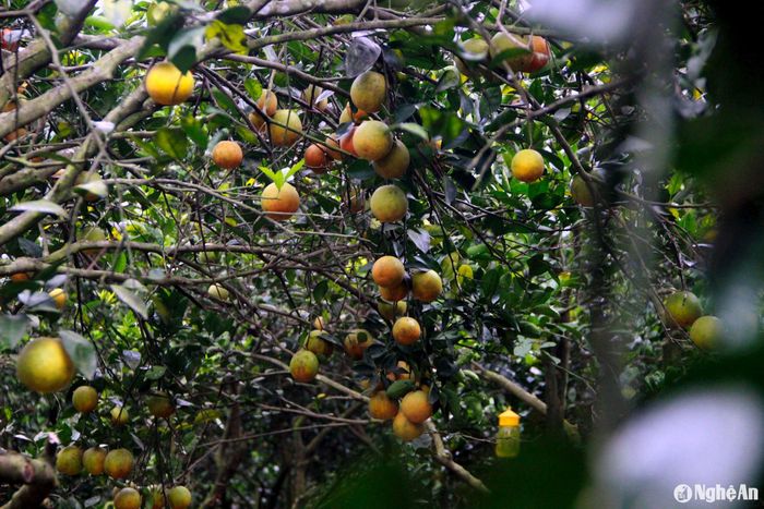 Theo thống kê, toàn huyện Anh Sơn hiện có 333ha cây ăn quả có múi, trong đó riêng cam có 182ha, diện tích năm 2024 tăng 4,6% so với năm ngoái. Cam được trồng nhiều tại các xã Đỉnh Sơn, Cẩm Sơn, Hội Sơn, Phúc Sơn, Khai Sơn... Ảnh: Xuân Hoàng