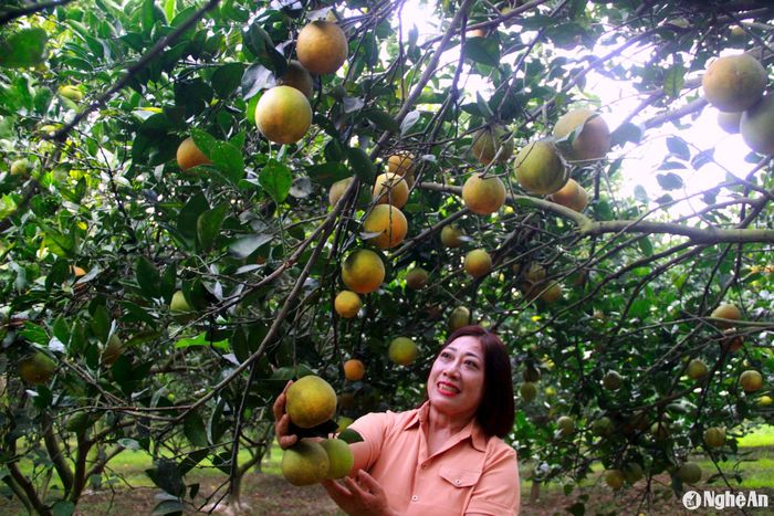 Gia đình chị Lê Thị Hương ở thôn Đỉnh Hợp, xã Đỉnh Sơn, huyện Anh Sơn có 2ha cam Xã Đoài lòng vàng đã được 7 năm tuổi. Chị Hương cho biết, trận mưa lụt vào tháng 9/2024 vừa qua đã khiến nhiều vườn cam tại địa phương bị ngập, rụng quả. Tuy nhiên, do gia đình chăm sóc tốt, đặc biệt chú trọng việc thoát nước cho khu vườn nên sản lượng cam năm nay vẫn duy trì ở mức ổn định. Ảnh: Quang An