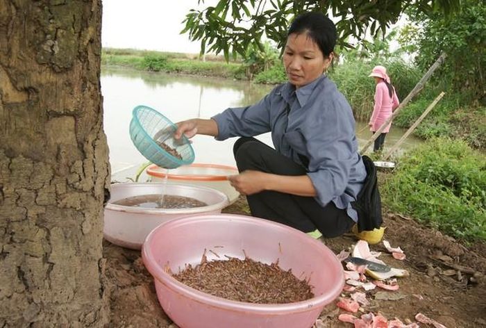 Bà Vũ Thị Bẩy, ở xã Kiến Thiết, Tiên Lãng, Hải Phòng đang thu hoạch rươi, ảnh chụp tháng 10/2011