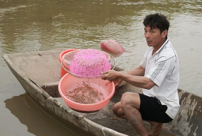 Ông Vũ Văn Quang ở xã Kiến Thiết đang bơi thuyền vớt rươi dưới đầm, ảnh chụp tháng 10/2011