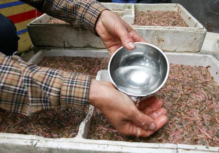 Trước khi mang đi xa, phải chan nước đá cho rươi ngủ đông để không ra nhớt và chết ngạt, ảnh chụp tháng 11/2008 tại xã Hòa Bình, Vĩnh Bảo, Hải Phòng