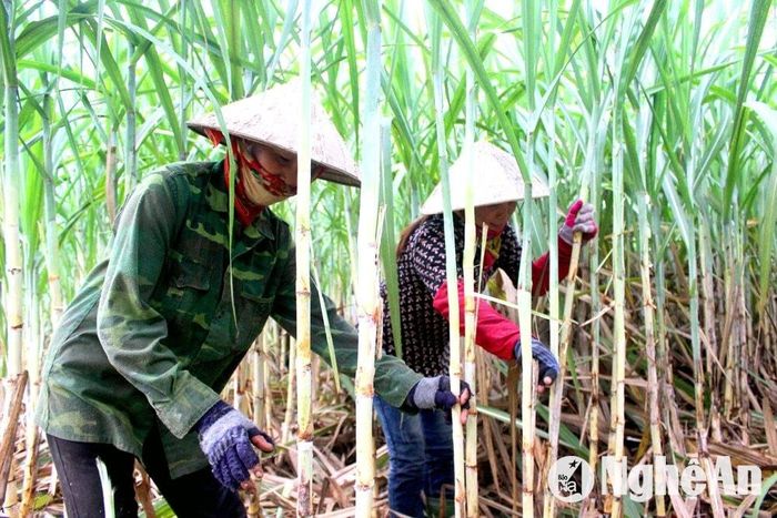 Bà con nông dân xã Giai Xuân (Tân Kỳ) chăm sóc ruộng mía trước vụ thu hoạch. Ảnh: Xuân Hoàng