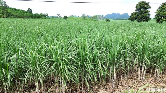 Mía nguyên liệu trên địa bàn huyện Tân Kỳ năm nay được đánh giá cho năng suất cao hơn năm trước. Ảnh: Xuân Hoàng