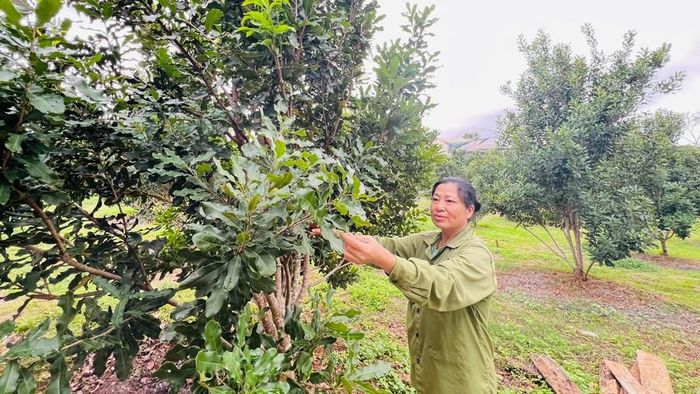 Vườn mắc ca của ông Đỗ Văn Dũng và bà Nguyễn Thị Kim Cúc (thôn Thống Nhất, xã Sơn Lang) trồng thuần phát triển tốt, sau 3 năm cho thu bói. Ảnh: Đinh Yến