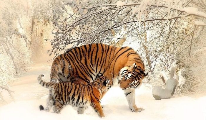 Con giáp Dần: dũng cảm tiến về phía trước và có sự giàu có độc lập. Cuối tháng 11, lòng dũng cảm và sự quyết tâm của tuổi Dần sẽ mang đến cho bạn những tin vui về sự giàu có. Đó có thể là một quyết định kinh doanh táo bạo hoặc một dự án sáng tạo sẽ mang lại cho bạn những phần thưởng to lớn.