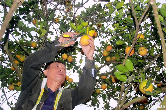 Các chủ trại cam ở xã Đỉnh Sơn (Anh Sơn) thu hoạch cam Vinh. Ảnh: Quang An
