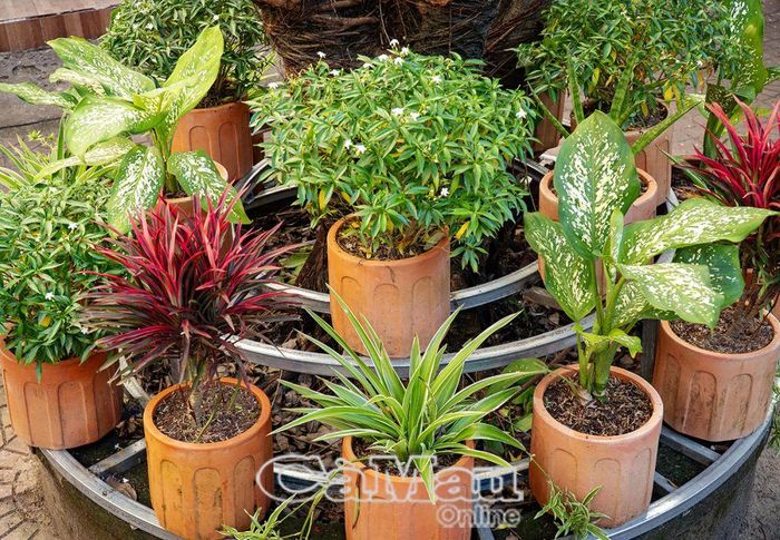 Những cây xanh được bố trí xung quanh tán cây lớn tạo cảnh quan môi trường xanh sạch đẹp.