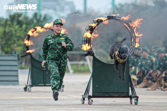 Quân khuyển sẽ trình diễn ba nội dung mở màn triển lãm, gồm: Biểu diễn động tác cơ bản kỷ luật theo đội hình khối; xếp số 80 và biểu diễn vượt vòng lửa, nhảy qua vật cản. 