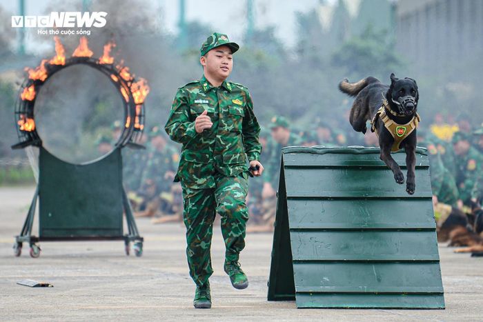 Bộ đội biên phòng sử dụng 80 quân khuyển cùng 80 huấn luyện viên tham gia trình diễn.