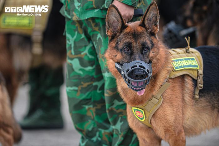 Quân khuyển được tuyển chọn từ becgie Đức và becgie Bỉ (malinois) - hai dòng chó chiến đấu có sức khỏe, sức bền và đội hình đồng đều.