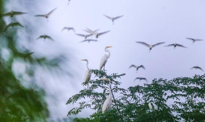  Đàn chim hàng nghìn con bay về trú ngụ, làm tổ tại trang trại. 