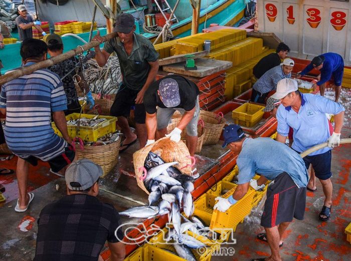 Nghề biển đem lại thu nhập chính cho nhiều ngư phủ, tạo nguồn thu ổn định cho người dân vùng biển.