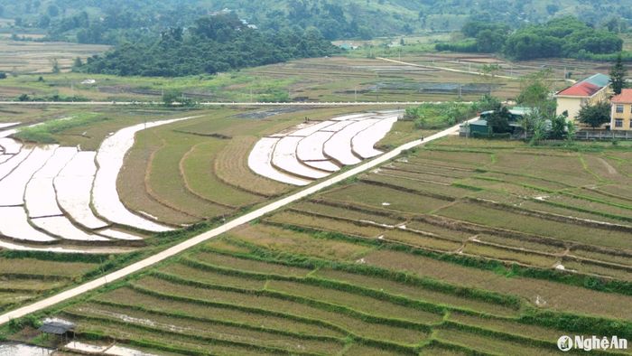 Ông Lữ Văn Cương - Chủ tịch UBND xã Tri Lễ cho biết, địa phương có 450ha ruộng nước, chủ yếu là ruộng bậc thang. Hàng năm, bắt đầu từ cuối tháng 11, bà con nông dân, đặc biệt là đồng bào dân tộc Mông ra đồng lấy nước vào ruộng, làm đất dọn bờ, xử lý đồng ruộng, chuẩn bị cho sản xuất vụ xuân. Vì thế, những ngày của tháng 11 và 12, trên các cánh đồng bậc thang trên địa bàn xã văng vẳng tiếng máy làm đất, tạo nên khung cảnh nhộn nhịp và đẹp mắt. Theo thông tin từ Phòng Nông nghiệp huyện Quế Phong, vụ xuân tới, toàn huyện gieo cấy 2.200 ha, chủ yếu là ruộng bậc thang. Khác với các đồng bào khác, bà con đồng bào Mông trên địa bàn huyện thường chăm lo ruộng đồng, nên năm nào cũng làm đất sớm, nhằm xử lý đồng ruộng chu đáo để bước vào vụ sản xuất thắng lợi. Ảnh: Xuân Hoàng