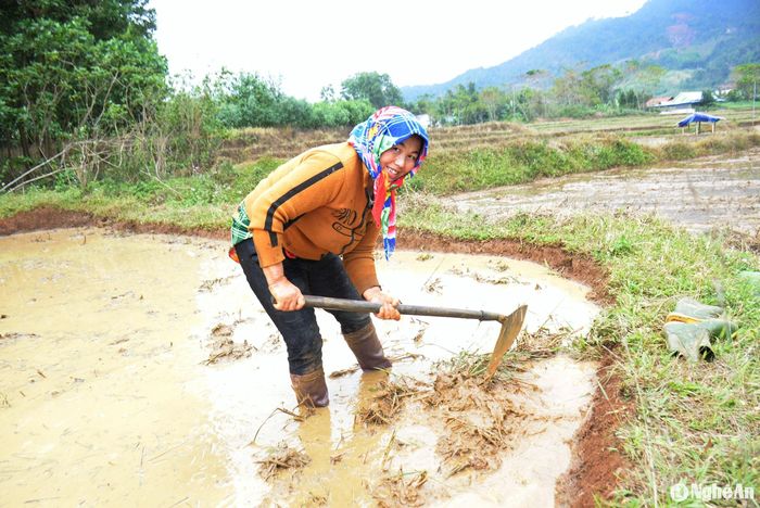 Chị Và Thị Cở, vợ anh Lý Ca Dinh cho hay, làm đất sớm mục đích là toàn bộ cỏ và gốc rạ được dập sâu vào đất, hoai mục. Đến ngày gieo cấy chỉ việc bừa lại một lần là được. Làm như thế này giảm sâu bệnh và cỏ dại, cây lúa phát triển tốt hơn. Ảnh: Xuân Hoàng