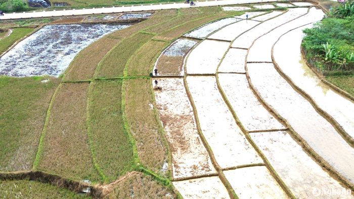 Địa hình nơi vùng cao xứ Nghệ nói chung đồi núi, dốc quanh co, thế nên những thửa ruộng bậc thang, hay quá trình dẫn nước về ruộng đúng là cả một sự sáng tạo, chăm chỉ và khéo léo. Vùng cao vào vụ mùa lại lần lượt thay áo, vừa mang màu vàng đỏ của phù sa, vừa nhuộm màu xanh mơn mởn của mạ non, lại lấp lánh màu nước trong veo phản chiếu bầu trời. Ảnh: Xuân Hoàng