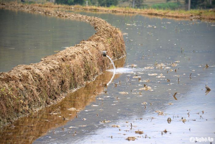 Để điều tiết nước vào những cung ruộng bậc thang, bà con thường dụng ống nước bằng nhựa đặt qua bờ để dẫn nước từ ruộng trên xuống ruộng dưới. Cùng với việc đắp bờ cẩn thận, nên việc giữ nước trên mỗi đám ruộng được đảm bảo. Ảnh: Quang An