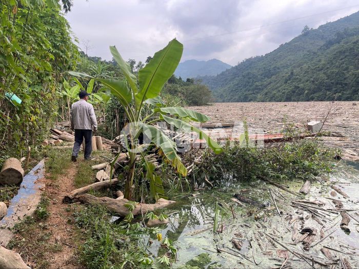 Theo tìm hiểu, khu vực này thuộc địa bàn bản Hòa Lý, xã Mỹ Lý, là nơi nước hồ thủy điện Bản Vẽ dâng lên (còn gọi là đuôi hồ). Tiếp cận bờ sông, mùi hôi thối của xác cây cối, động vật bốc lên nồng nặc. Ảnh: Tiến Đông