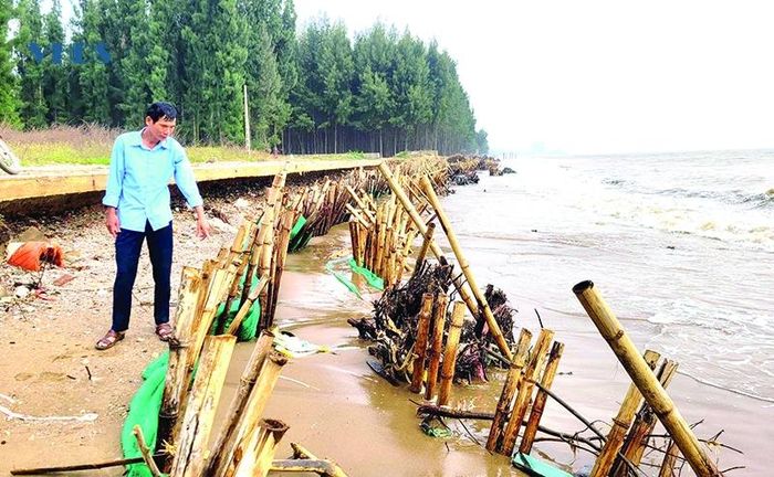 Gia cố tạm thời một số vị trí bị sạt lở ở xã Hoằng Trường.