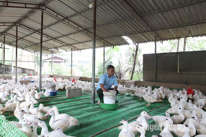 Ông Hầu Đình Tú chăm sóc đàn ngan của gia đình.