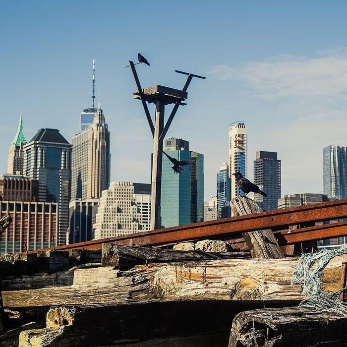  The familiar New York skyline (Đường chân trời quen thuộc của New York) - nơi cảnh quan đặc trưng của thành phố New York, đặc biệt là khi nhìn từ xa hoặc từ các góc độ nổi tiếng. Tuy nhiên góc ảnh của David Gray cho thấy sự khác biệt chưa từng thấy tại nơi tưởng như quá đỗi quen thuộc. 