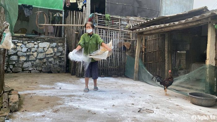 Người chăn nuôi ở xã Kỳ Tân, huyện Tân Kỳ rải vôi bột ngăn dịch tả lợn châu Phi lây lan. Ảnh: Quang An