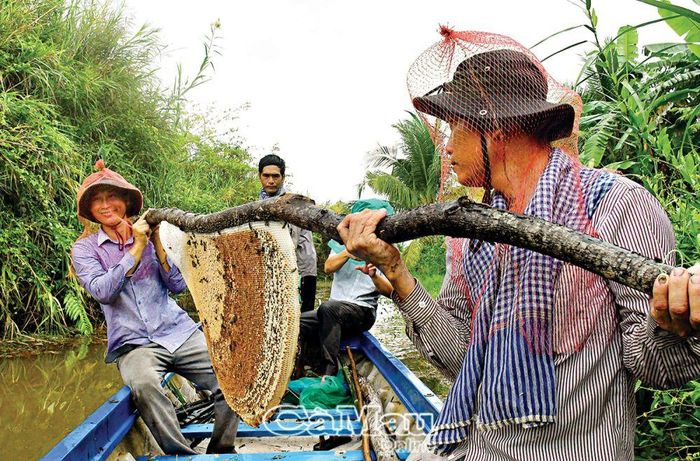 Nghề gác kèo ong gắn liền với cuộc sống của nhiều cư dân dưới tán rừng U Minh Hạ. Nghề này được công nhận Di sản văn hoá phi vật thể Quốc gia và phát triển thành sản phẩm du lịch trải nghiệm “ăn ong”.