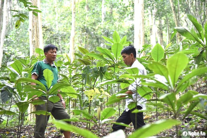 Người dân bản Coọc, xã Yên Hòa (Tương Dương) trồng dược liệu dưới tán rừng từ nguồn vốn chương trình mục tiêu quốc gia. Ảnh: Hoài Thu