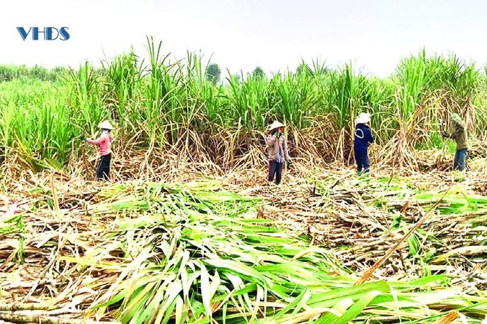 Cây mía, cây trồng chủ lực ở xã Thành Mỹ (Thạch Thành).