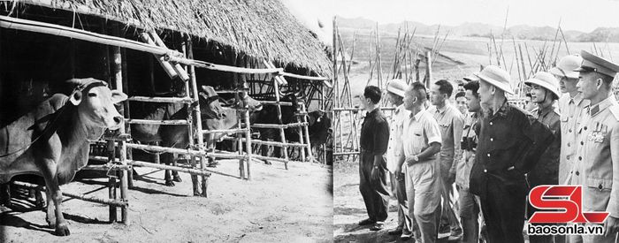 Chủ tịch Hồ Chí Minh thăm khu chăn nuôi của Nông trường quân đội Mộc Châu, ngày 8/5/1959. Ảnh: Tư liệu
