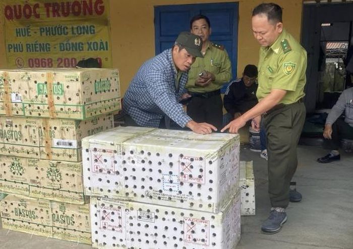 Gần 1.000 cá thể chim chào mào được nhốt trong thùng giấy tập kết tại bến xe phía Nam TP Huế.