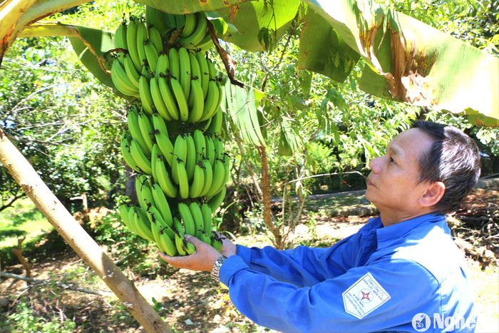 Ông Nguyễn Sỹ Giai - Bí thư Chi bộ thôn Lâm Trường xã Tiền Phong, huyện Quế Phong luôn coi lao động là niềm vui. Ảnh: An Quỳnh