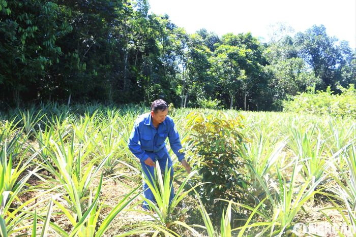 Với ông Nguyễn Sỹ Giai - Bí thư Chi bộ thôn Lâm Trường, xã Tiền Phong, huyện Quế Phong, đảng viên cũng phải nêu gương trong phát triển kinh tế. Ảnh: KL