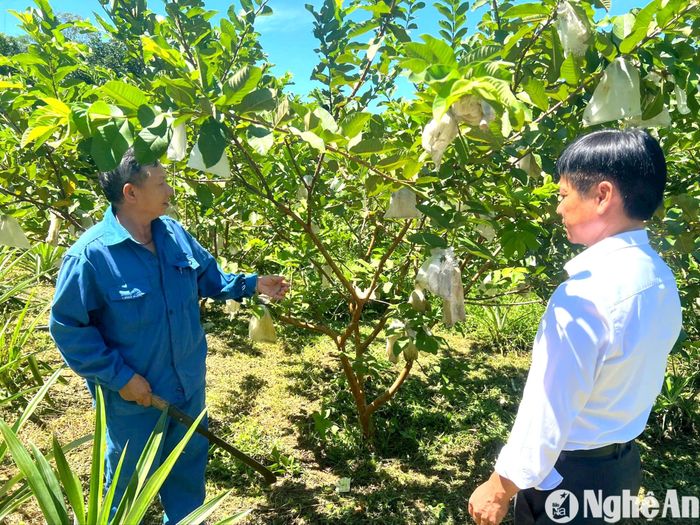 Ông Nguyễn Sỹ Giai - Bí thư Chi bộ thôn Lâm Trường (trái) trao đổi với lãnh đạo Đảng ủy xã Tiền Phong, huyện Quế Phong về kinh nghiệm trồng ổi sạch cho thu nhập cao. Ảnh: An Quỳnh