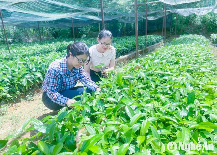 Ở vườn ươm của Khu Bảo tồn thiên nhiên Pù Hoạt (Quế Phong). Ảnh: CSCC