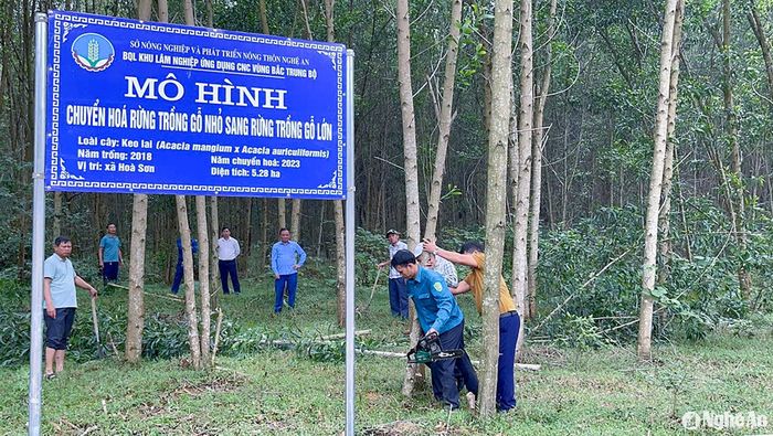 Mô hình chuyển đổi trồng cây gỗ nhỏ sang cây gỗ lớn. Ảnh: Mai Hoa